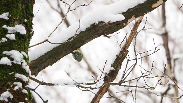 山雀在冰冻的树枝上跳跃。冬天森林里五颜六色的鸟视频素材