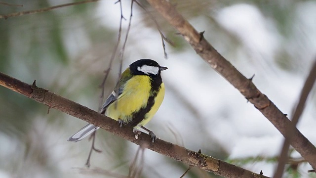 山雀坐在冰冻的树枝上。冬日森林里五颜六色的鸟的近距离镜头视频素材
