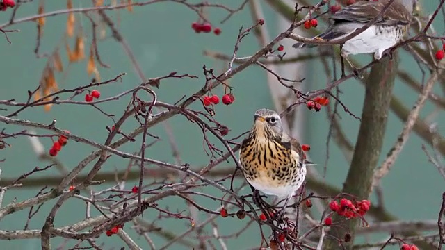 野鸡吃冻月桂树浆果。冬日里彩色鸟的特写镜头视频素材