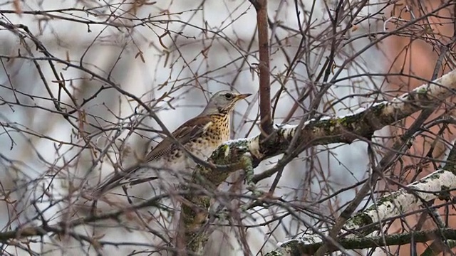 土鳖坐在冰冻的树枝上。冬日森林里五颜六色的鸟的近距离镜头视频素材