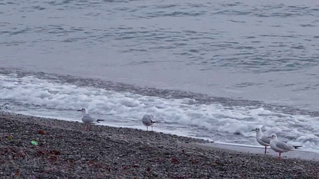 日出时，海浪在海滩上拍打视频素材