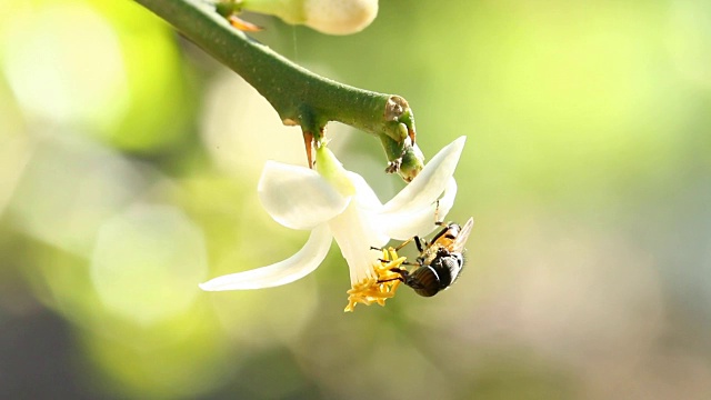 蜜蜂吃花粉花视频素材