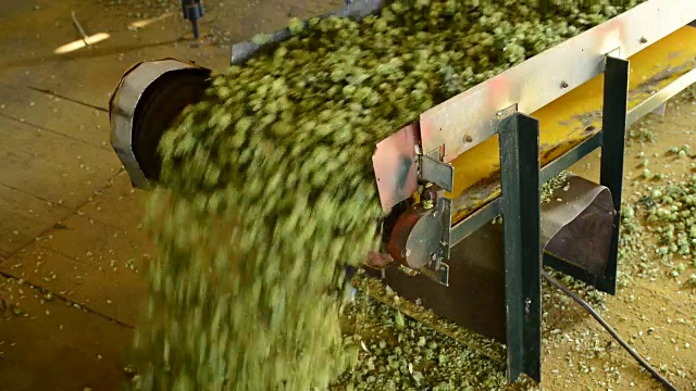 输送带与干燥啤酒花在干燥室视频下载