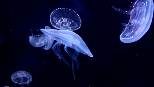生物发光的水母视频购买
