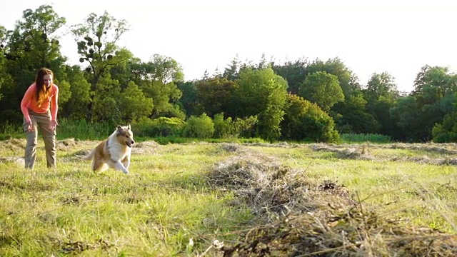柯利牧羊犬训练可爱的女孩跑在田野上视频素材