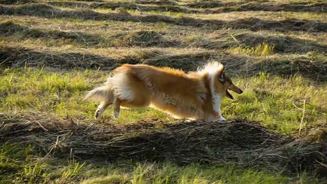 柯利犬在绿地上奔跑，慢镜头视频素材