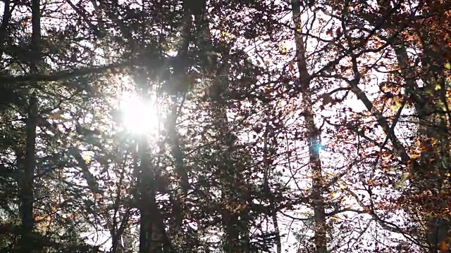 透过树枝的阳光视频素材