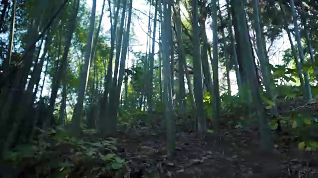 阳光直射在绿色森林视频素材