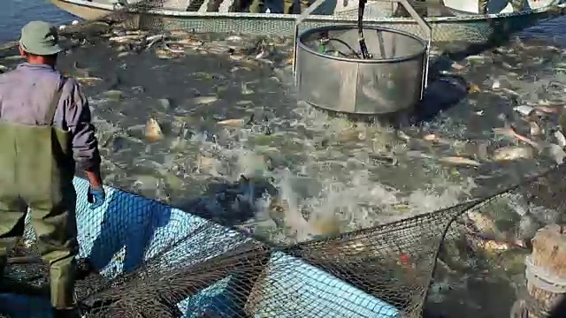 鱼收集设备视频素材