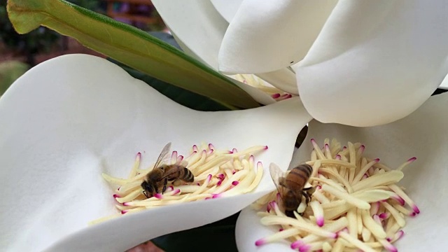 蜜蜂采集花粉视频下载