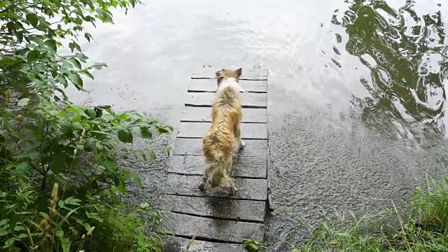 柯利犬在河边的码头上抖掉水面视频素材