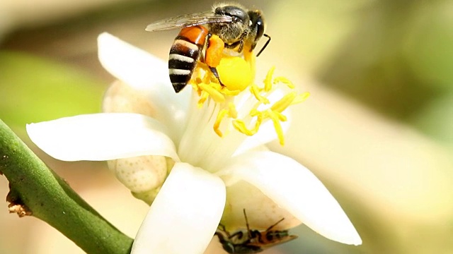 蜜蜂吃花粉花视频素材