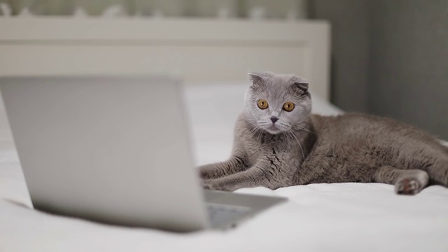 苏格兰折耳猫正在笔记本电脑上看电影。视频素材