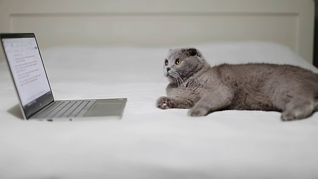 苏格兰折叠猫躺在床上，阅读笔记本电脑上的文件。视频素材