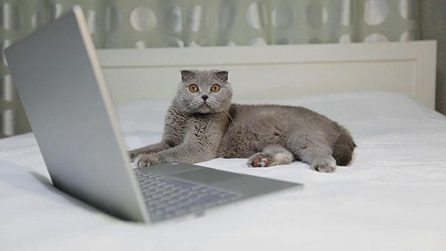 一只严肃的灰猫正躺在靠近笔记本电脑的床上视频素材