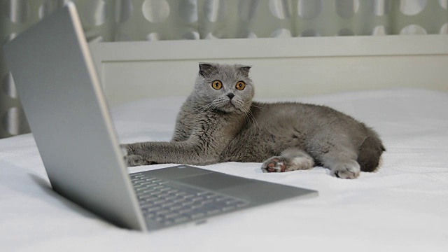 一只平静的猫正躺在卧室里靠近笔记本电脑的床上。视频素材