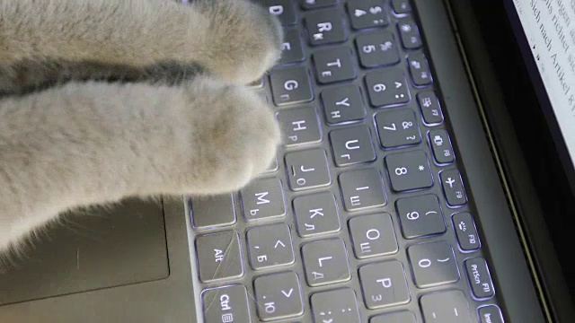 猫的脚被印在电脑上。视频素材