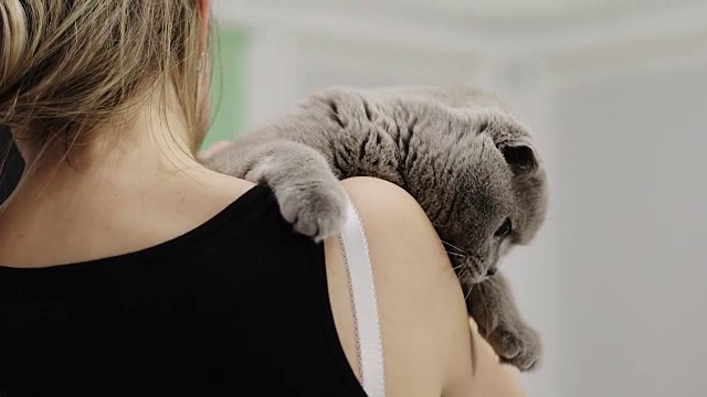 一只漂亮的苏格兰折耳猫坐在一个女孩的怀里。视频下载