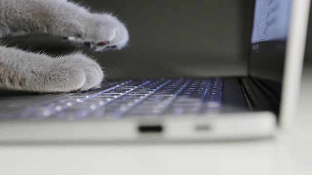 一位猫经理正在笔记本电脑上打字。视频素材