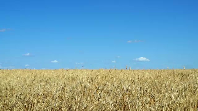 面包和农业的概念。麦田在蓝天的映衬下摇摇摆摆，蜻蜓、甲虫等昆虫在麦田上空飞舞，琥珀色的麦粒在风中飘扬视频素材
