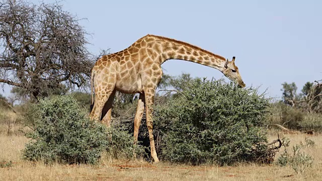 正在树上吃东西的长颈鹿视频下载