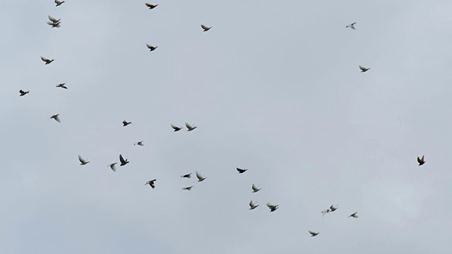 一群鸟在多云的天空中飞走了。慢动作镜头视频素材
