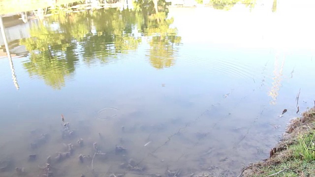 鲤鱼在湖里游水视频下载