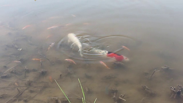 鲤鱼在湖里游水视频下载