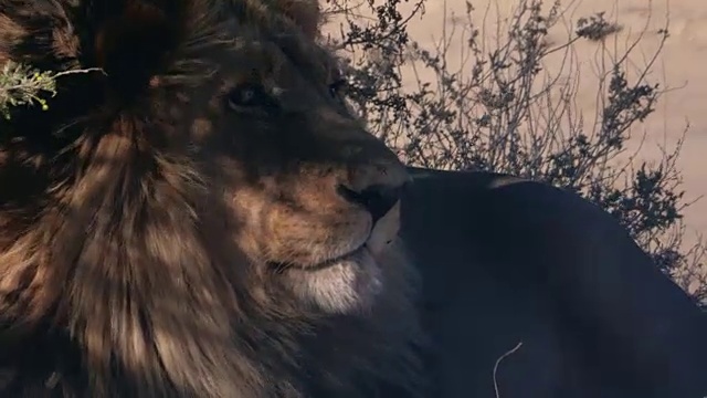 非洲野生雄狮视频素材