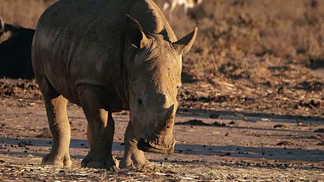 非洲的野生犀牛视频素材