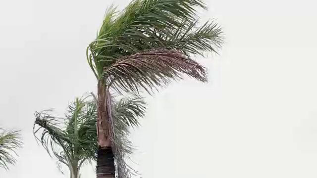 古巴卡约可可的暴雨视频下载