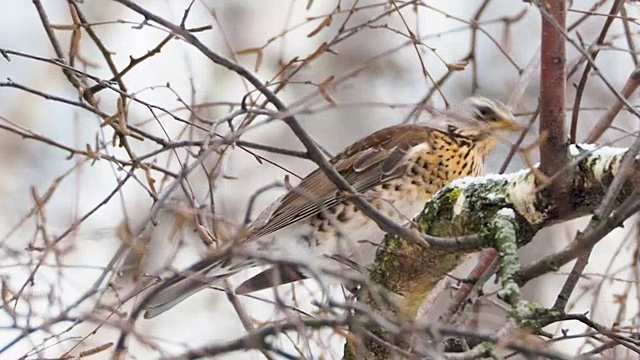 土鳖坐在冰冻的树枝上。冬日森林里五颜六色的鸟的近距离镜头视频素材