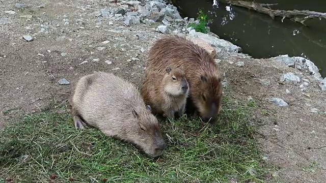三只水豚在吃草视频素材