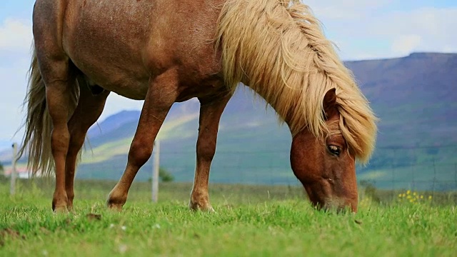 冰岛马在牧场上吃草的特写，慢镜头视频下载