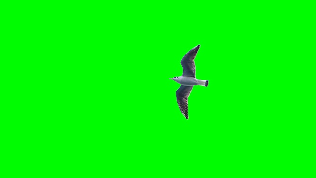 绿色屏幕上有一只海鸥在飞行视频素材