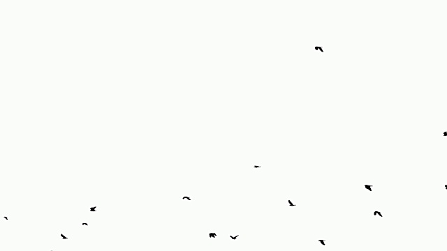 一群乌鸦在灰色的天空中飞翔视频素材
