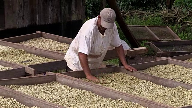 尼加拉瓜，潘塔斯马，加工阿拉伯咖啡(阿拉比卡咖啡)视频下载