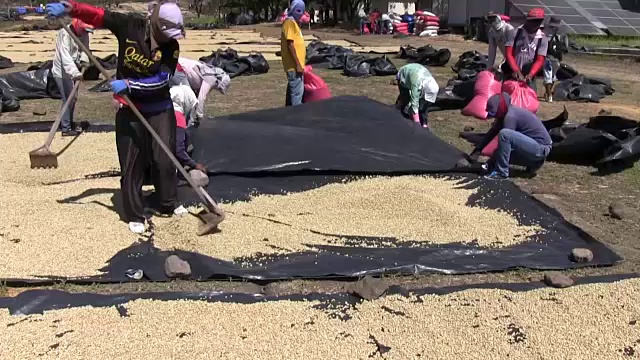 尼加拉瓜，马塔加尔巴，加工阿拉伯咖啡(阿拉比卡咖啡)视频素材