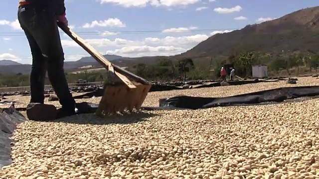 尼加拉瓜，马塔加尔巴，加工阿拉伯咖啡(阿拉比卡咖啡)视频素材