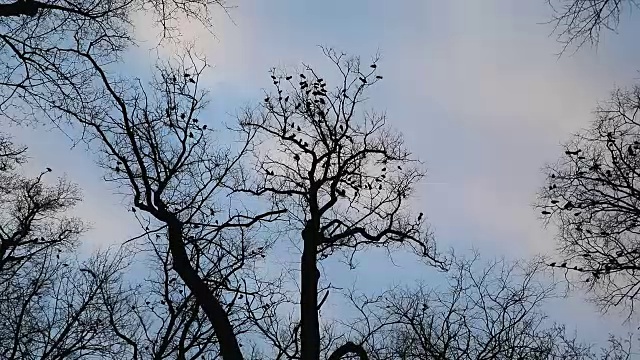 树梢上的一群乌鸦视频素材