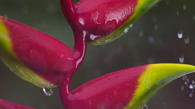 雨落在假天籁花(Heliconia rostrata)上。视频素材