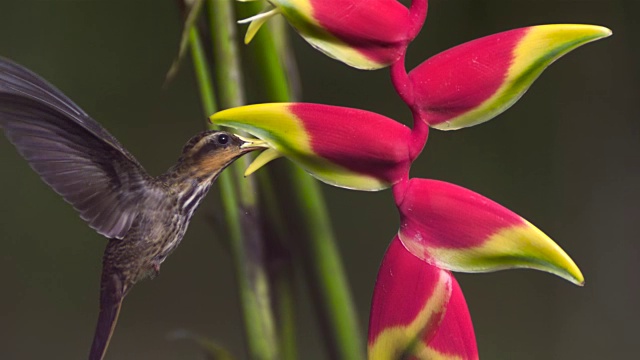 Saw喙隐士(Ramphodon naevius)盘旋和以假的极乐鸟花(Heliconia rostrata)为食。视频素材