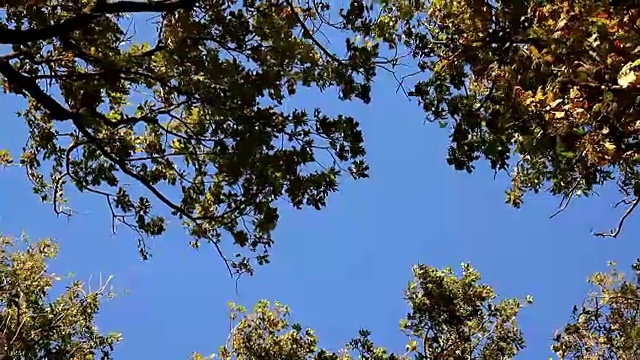 蓝天上，树梢随风摇摆视频素材