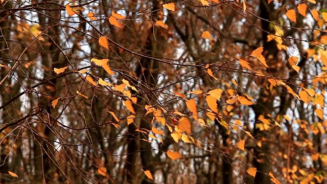 黄桦树叶在风中摇曳视频素材