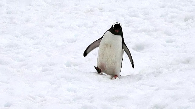 巴布亚企鹅滑行在白嘴和海洋之间的路径上，南极半岛，南大洋视频下载