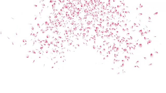 粉红色的樱花花瓣绽放。视频素材