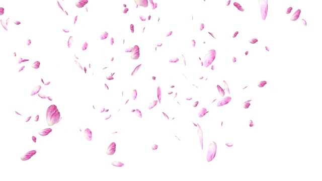 粉红色的玫瑰花瓣飘落在白色的背景上。情人节慢动作高清动画，特写视频素材