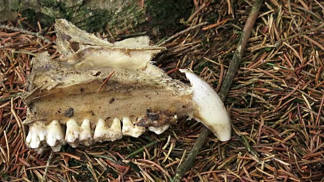 森林里的动物用牙齿贴着脸颊。一个头颅在森林里的土壤里。视频素材
