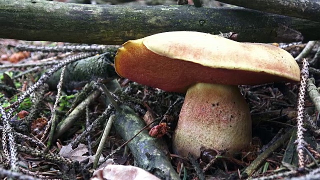 大的棕色蘑菇生长在森林里。在森林里采摘野生蘑菇。视频素材