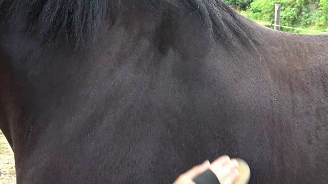 马的保健，马的梳理，给马刷毛。女骑手用弗里西亚马刷洗泥土。视频素材